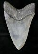 Razor Sharp Megalodon Tooth - Georgia #19065-2